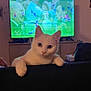 cat, white_cat, pet, indoor, living_room, television, tv_screen, couch, furniture, animal, cute, curious, looking, home, domestic_animal, feline, ears, eyes, paws, background