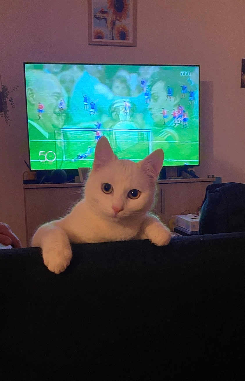 Perrier a rejoint le concours — aidez-le/la à gagner de superbes lots ! cat, white_cat, pet, indoor, living_room, television, tv_screen, couch, furniture, animal, cute, curious, looking, home, domestic_animal, feline, ears, eyes, paws, background