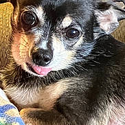 Brutus joined the competition — help win amazing prizes! animal, black_fur, blanket, close_up, companion, cozy, cute, dog, ears, eyes, face, fur, indoor, pet, resting, small_dog, snout, tan_fur, tongue_out, whiskers
