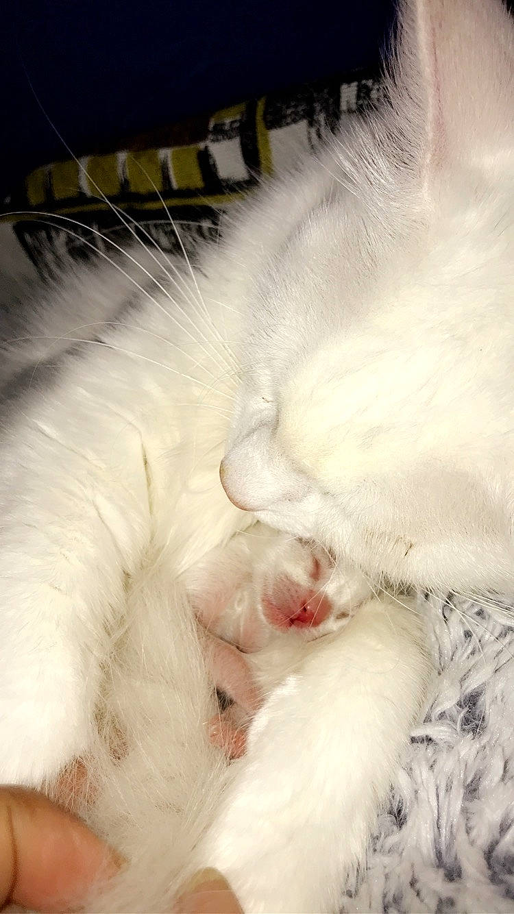 Peach participe au concours pour gagner de l'argent avec cette photo : carnivore, cat, claw, ear, felidae, fur, khao_manee, kitten, nap, nose, paw, persian, polydactyl_cat, ragdoll, sleep, small_to_medium_sized_cats, tail, turkish_angora, turkish_van, whiskers