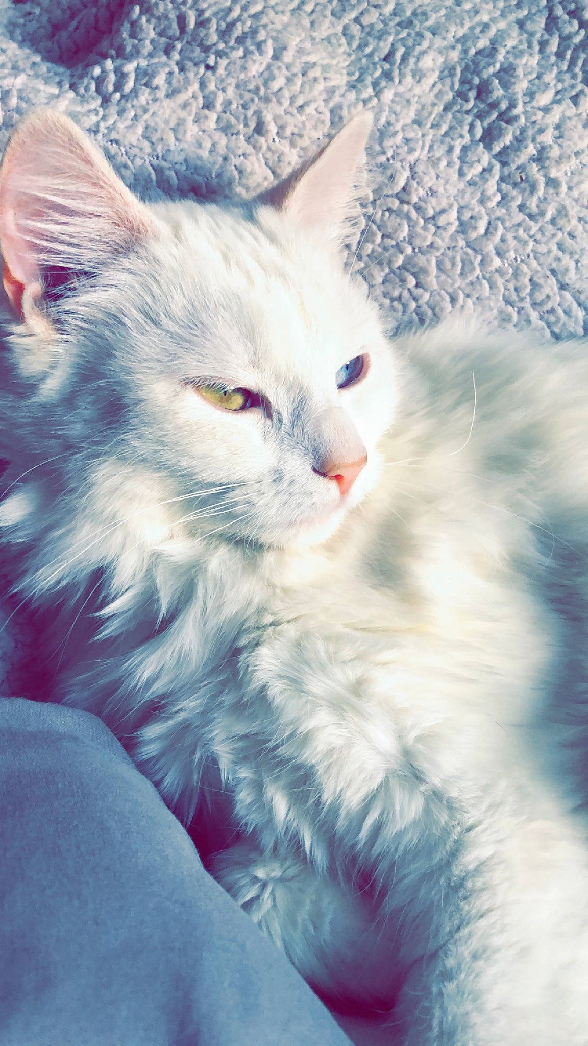 Peach a rejoint le concours — aidez-le/la à gagner de superbes lots ! british_longhair, british_semi_longhair, carnivore, cat, domestic_long_haired_cat, eye, felidae, fur, kitten, maine_coon, mammal, norwegian_forest_cat, persian, ragamuffin, ragdoll, siberian, small_to_medium_sized_cats, turkish_angora, vertebrate, whiskers