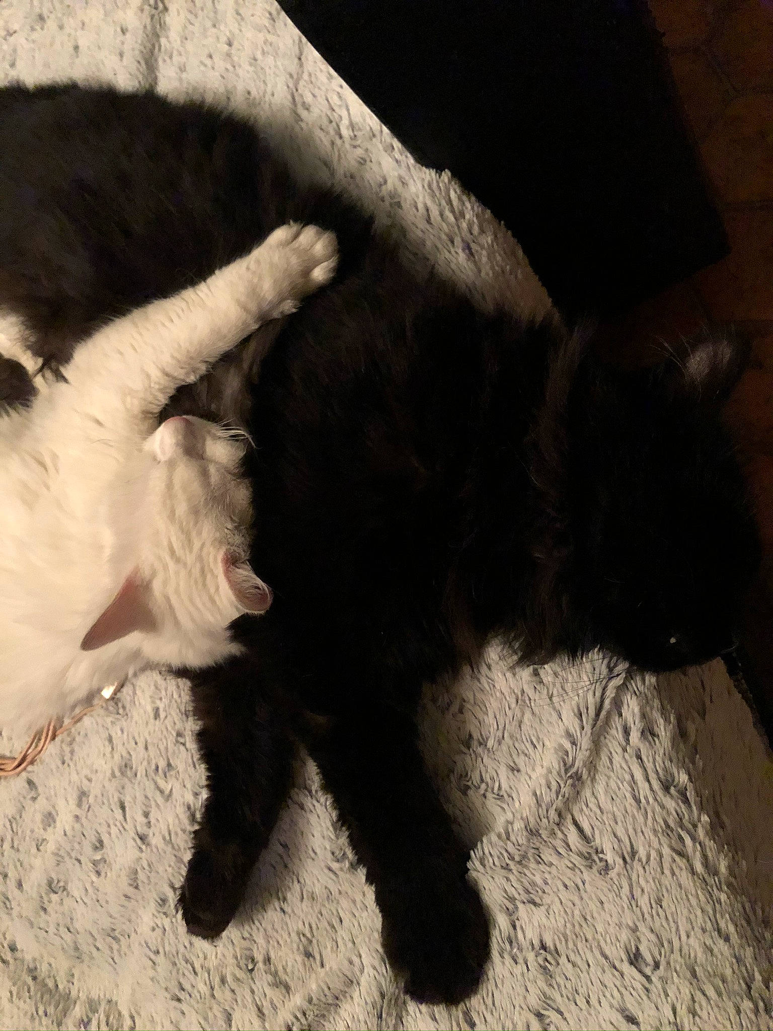 Peach participe au concours pour gagner de l'argent avec cette photo : black_cat, canidae, carnivore, cat, claw, felidae, fur, hand, paw, polydactyl_cat, small_to_medium_sized_cats, tail