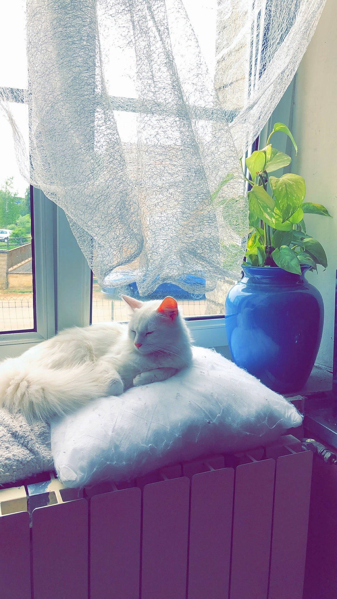 Peach a rejoint le concours — aidez-le/la à gagner de superbes lots ! blue, curtain, furniture, home, interior_design, room, snow, textile, window