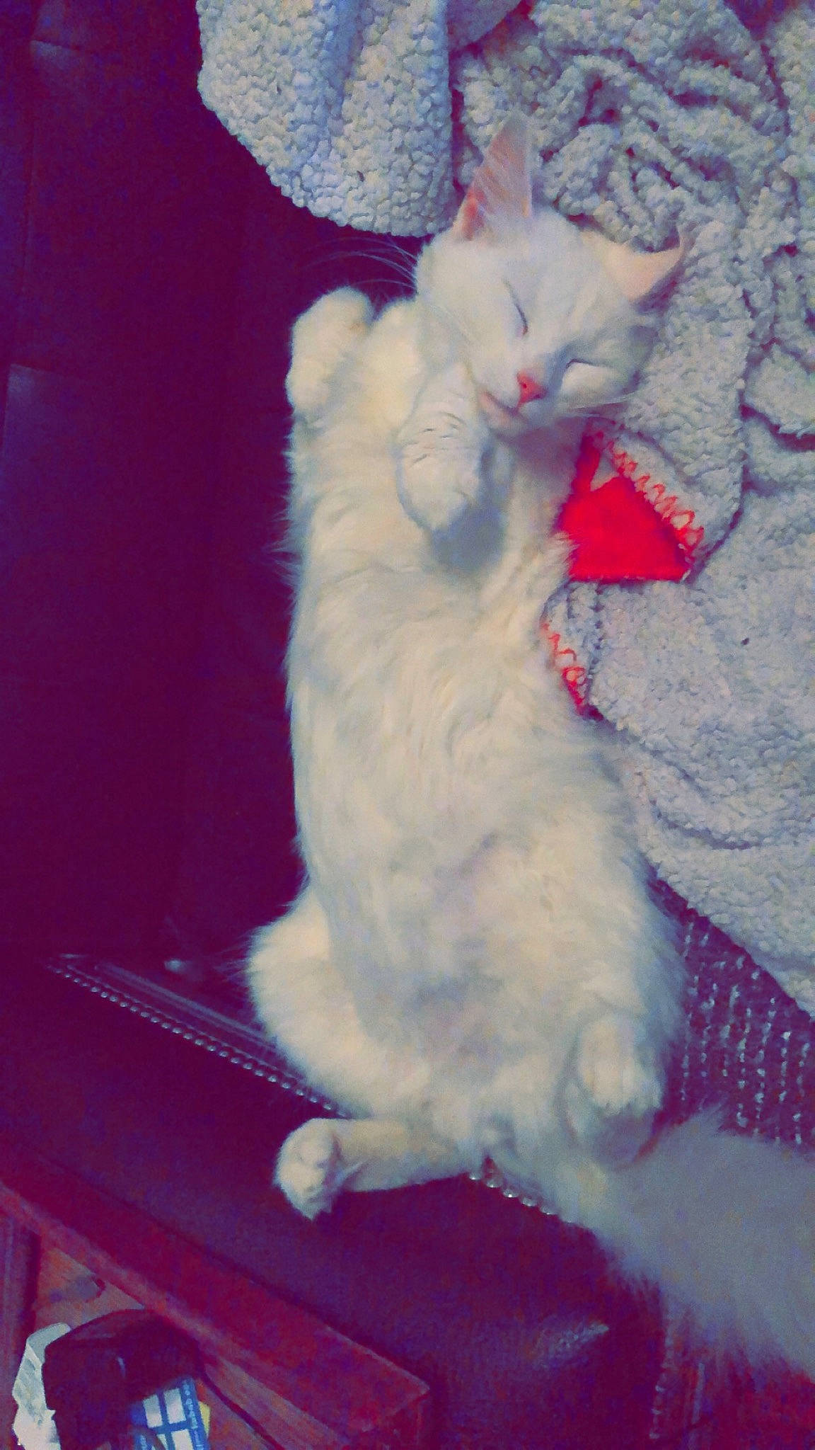 Peach participe au concours pour gagner de l'argent avec cette photo : american_curl, carnivore, cat, felidae, fur, kitten, ojos_azules, persian, polydactyl_cat, small_to_medium_sized_cats, tail, turkish_angora, turkish_van, whiskers, white