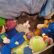 Teaky is registered to the contest to win money with this photo: cat, plush_toys, blanket, stuffed_animal, soft_toys, gray_cat, white_cat, indoor, pet, cozy, furry, cute, resting, comfort, toy_bin, colorful, feline, playful, animal, relaxed