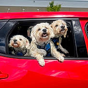 Jack Jams Juju is registered to the contest to win money with this photo: dog, car, window, red, pet, animal, fluffy, outdoor, happy, playful, canine, vehicle, summer, daytime, three, sky, clouds, collar, harness, excited