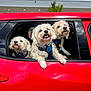 dog, car, window, red, pet, animal, fluffy, outdoor, happy, playful, canine, vehicle, summer, daytime, three, sky, clouds, collar, harness, excited