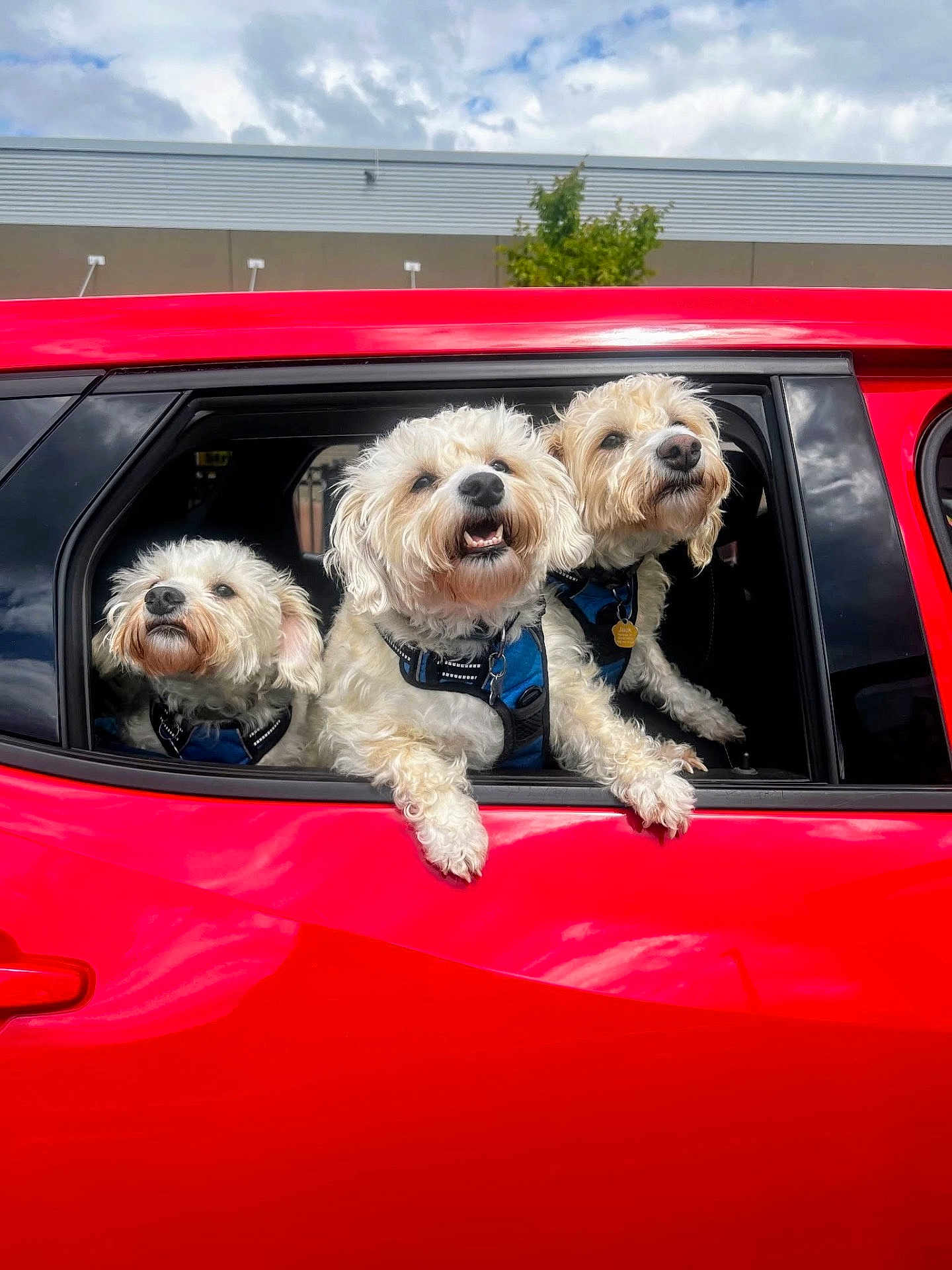 Jack Jams Juju is registered to the contest to win money with this photo: dog, car, window, red, pet, animal, fluffy, outdoor, happy, playful, canine, vehicle, summer, daytime, three, sky, clouds, collar, harness, excited