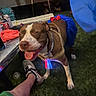 backyard, balloon, bow, brown_and_white, collar, dog, glowing_tags, grass, happy, harness, human_foot, night, outdoor, panting, party, pet, pit_bull, shoe, sleepy, tongue
