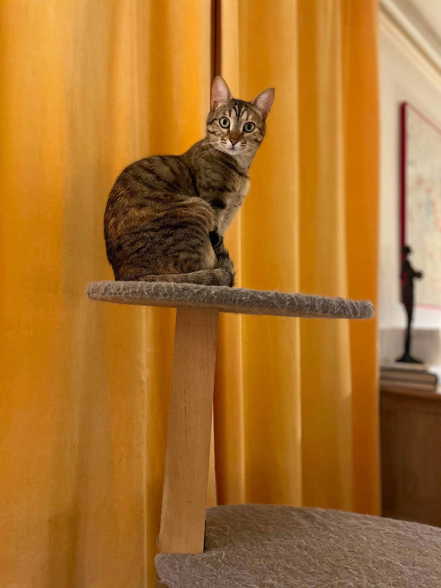 Loli participe au concours pour gagner de l'argent avec cette photo : art, carnivore, cat, cat_supply, domestic_short_haired_cat, felidae, fur, hardwood, pet_supply, small_to_medium_sized_cats, snout, tail, terrestrial_animal, whiskers, wood