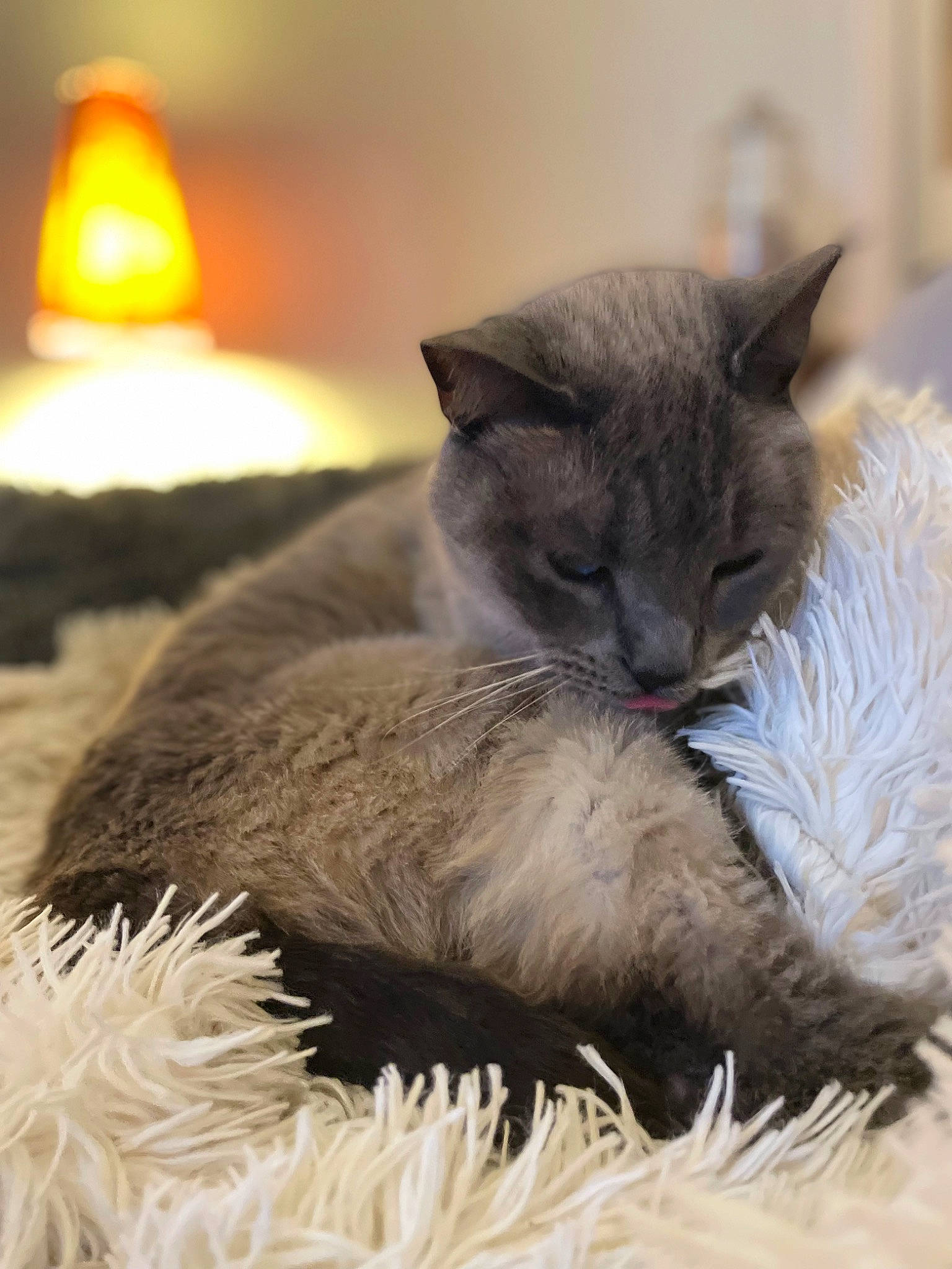 Yoda participe au concours pour gagner de l'argent avec cette photo : candle, carnivore, cat, cat_supply, claw, comfort, domestic_short_haired_cat, fawn, felidae, fur, nap, natural_material, small_to_medium_sized_cats, tail, terrestrial_animal, whiskers