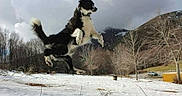 Perla participe au concours pour gagner de l'argent avec cette photo : action_shot, border_collie, car, cloudy_sky, dog, forest, frozen_ground, jumping, landscape, leap, midair, mountain, outdoors, park, paws, snow, tail, trees, vehicle, winter