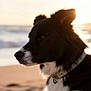 attentive, beach, border_collie, collar, dog, ear, fur, muzzle, nose, ocean, outdoor, pet, portrait, profile, sand, seaside, silhouette, sunset, waves, whiskers
