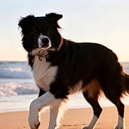Perla a rejoint le concours — aidez-le/la à gagner de superbes lots ! beach, border_collie, canine, collar, dog, fur, horizon, ocean, outdoors, paw, pet, playful, portrait, sand, seaside, sunlight, sunset, tail, walking, waves