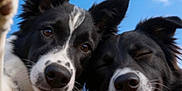 Perla a rejoint le concours — aidez-le/la à gagner de superbes lots ! black_and_white, blue_sky, border_collie, close_up, clouds, collar, companions, dog, ears, furry, happy, nose, outdoor, pet, playful, portrait, smiling, tongue, two_dogs, whiskers