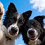black_and_white, blue_sky, border_collie, close_up, clouds, collar, companions, dog, ears, furry, happy, nose, outdoor, pet, playful, portrait, smiling, tongue, two_dogs, whiskers