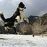 action_shot, border_collie, car, cloudy_sky, dog, forest, frozen_ground, jumping, landscape, leap, midair, mountain, outdoors, park, paws, snow, tail, trees, vehicle, winter