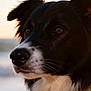 animal_portrait, beach, black_and_white, border_collie, candid, close_up, collar, companion, dog, eye, fur, muzzle, nose, outdoors, pet, portrait, profile, shallow_depth_of_field, sunset, whiskers