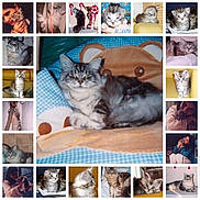 Lou a rejoint le concours — aidez-le/la à gagner de superbes lots ! bed, cat, collage, cuddling, cushion, cute, feline, fur, human, indoor, kitten, owner, pet, pillow, portrait, relaxed, sleeping, sofa, tabby, whiskers