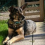 Dimi participe au concours pour gagner de l'argent avec cette photo : attentive, canine, collar, dog, ears_up, fence, gate, grass, muzzle, outdoor, pavement, paws, pet, porch, portrait, resting, shadow, sitting, sunlight, tag