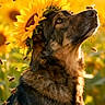 Dimi participe au concours pour gagner de l'argent avec cette photo : animal, bee, close_up, crown, dog, flower_field, fur, garden, gaze, golden_hour, head_wreath, nature, outdoors, pet, pollinator, portrait, serene, sunflower, sunlight, yellow