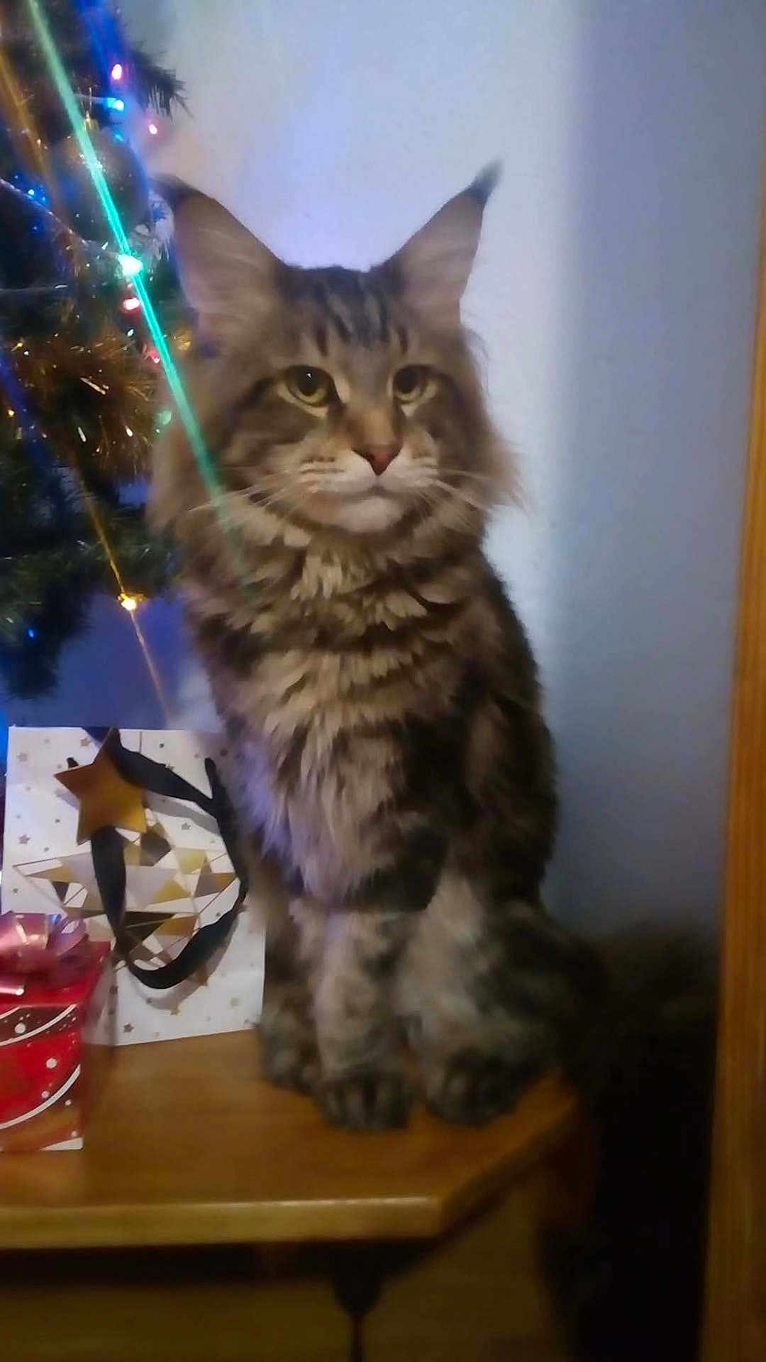 Over participe au concours pour gagner de l'argent avec cette photo : cat, tabby_cat, pet, feline, longhair, fur, whiskers, paws, sitting, portrait, indoor, christmas_tree, ornament, string_lights, gift, present, table, wooden_table, decorations, festive