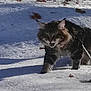Over participe au concours pour gagner de l'argent avec cette photo : cat, snow, outdoors, leash, fur, mouth_open, animal, winter, paw, shadow, sunlight, leaf, nature, pet, whiskers, playful, frozen, walking, closeup, fluffy