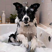 Nessa participe au concours pour gagner de l'argent avec cette photo : bath, bathroom, bathtub, border_collie, bubbles, collar, dog, ears, faucet, foam, indoor, paws, pet, plant, portrait, shampoo, soap_dispenser, surprised, tiles, wet
