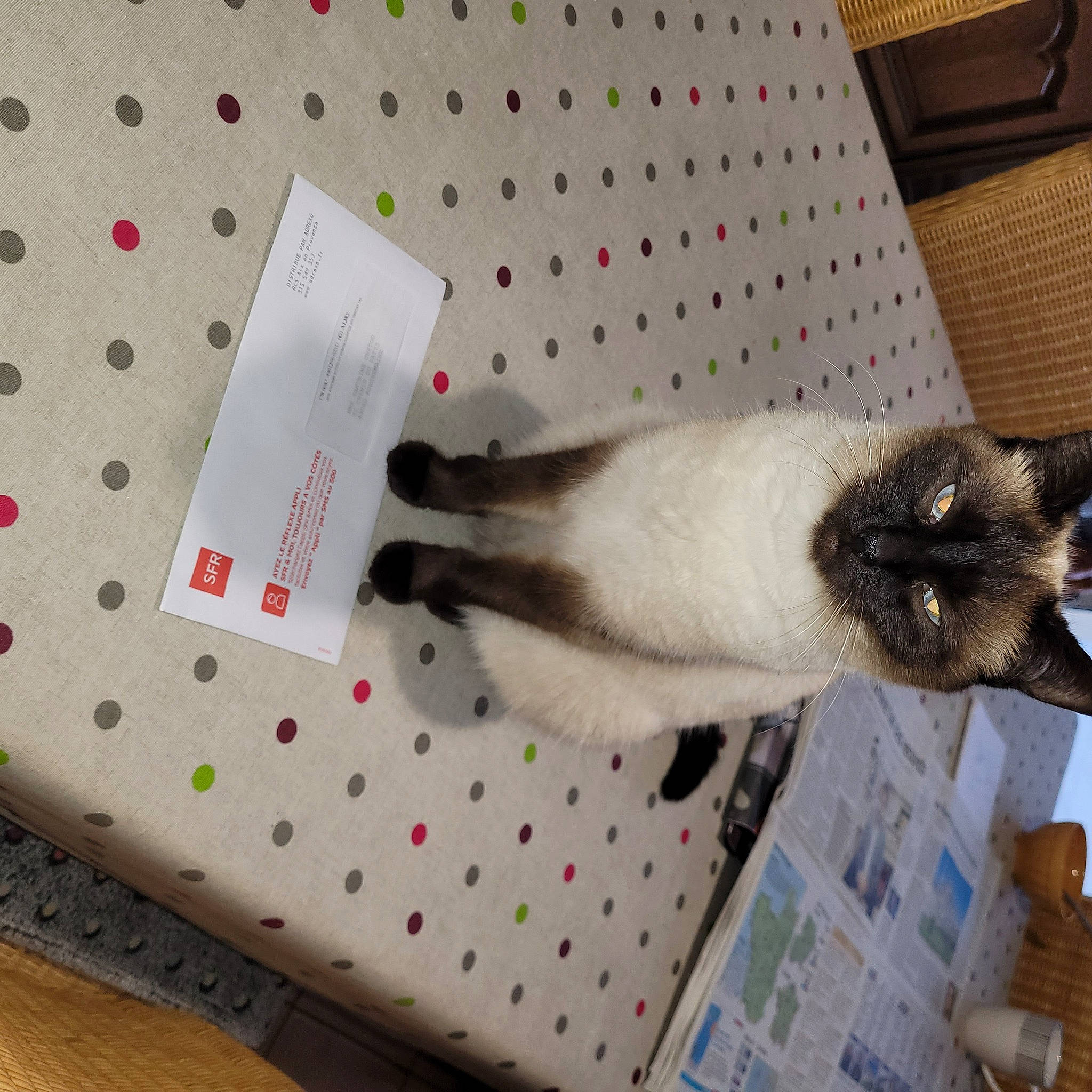 Rosalie participe au concours pour gagner de l'argent avec cette photo : balinese, carmine, carnivore, cat, comfort, dog_breed, domestic_short_haired_cat, fawn, felidae, flooring, fur, linens, pattern, siamese, small_to_medium_sized_cats, snout, tail, textile, thai, whiskers