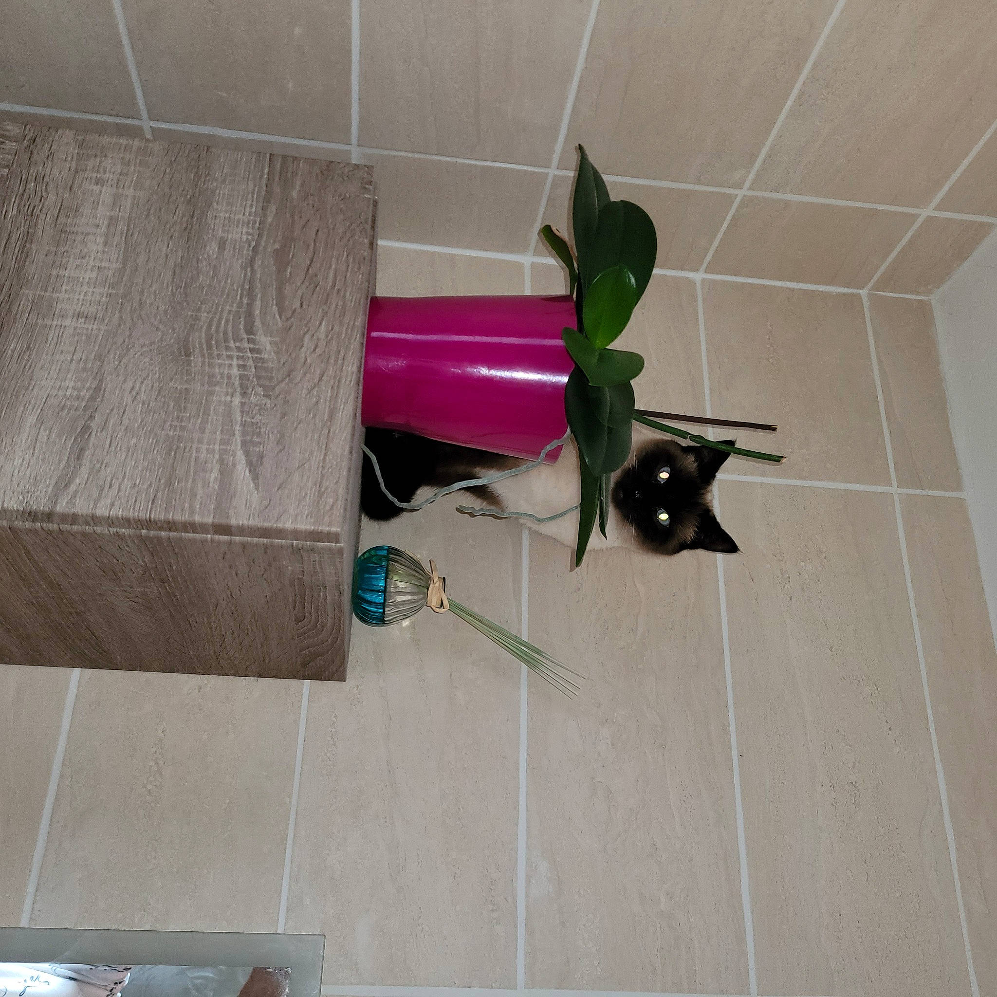 Rosalie a rejoint le concours — aidez-le/la à gagner de superbes lots ! comfort, couch, floor, flooring, grey, hardwood, houseplant, laminate_flooring, magenta, plant, plywood, purple, rectangle, room, studio_couch, tail, tile, tile_flooring, wood, wood_flooring