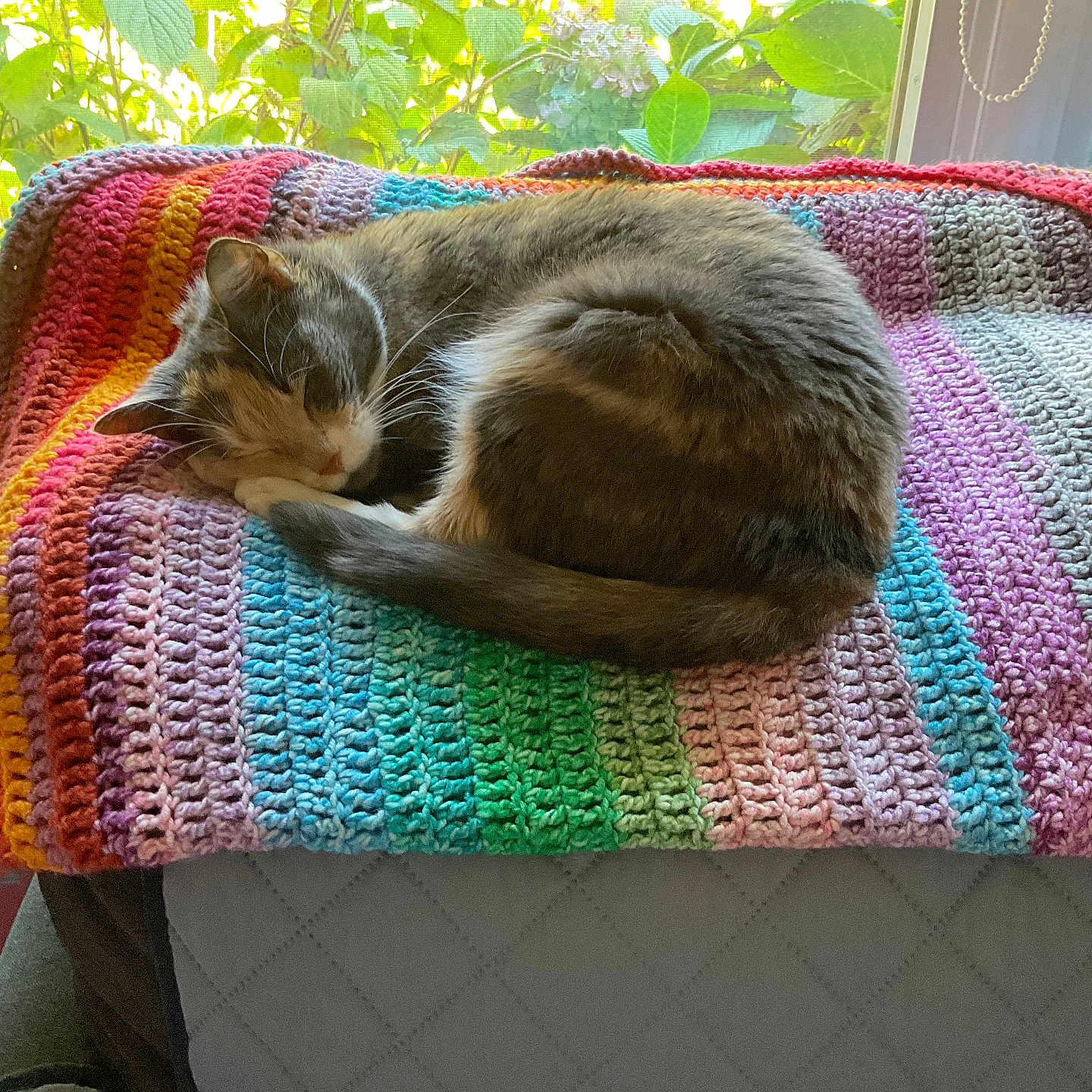 Cocoa is registered to the contest to win money with this photo: accessories, animal, bag, blanket, cat, couch, cushion, furniture, handbag, homedecor, jewelry, kitten, manx, mat, necklace, person, pet, pillow, quilt, sleeping