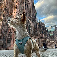 Juanito a rejoint le concours — aidez-le/la à gagner de superbes lots ! building, canine, cathedral, close_up, cloudy_sky, cobbled_street, dog, ears, fur, gothic_architecture, harness, landmark, outdoor, perspective, portrait, small_dog, stone, tourist, turquoise_harness, urban