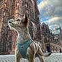 building, canine, cathedral, close_up, cloudy_sky, cobbled_street, dog, ears, fur, gothic_architecture, harness, landmark, outdoor, perspective, portrait, small_dog, stone, tourist, turquoise_harness, urban