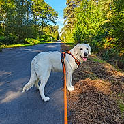 Nirvana a rejoint le concours — aidez-le/la à gagner de superbes lots ! dog, golden_retriever, cream_coat, outdoor, forest, woodland, road, path, leash, harness, orange_harness, walking, standing, pet, canine, tongue_out, happy, sunlight, trees, blue_sky