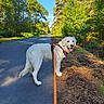 dog, golden_retriever, cream_coat, outdoor, forest, woodland, road, path, leash, harness, orange_harness, walking, standing, pet, canine, tongue_out, happy, sunlight, trees, blue_sky