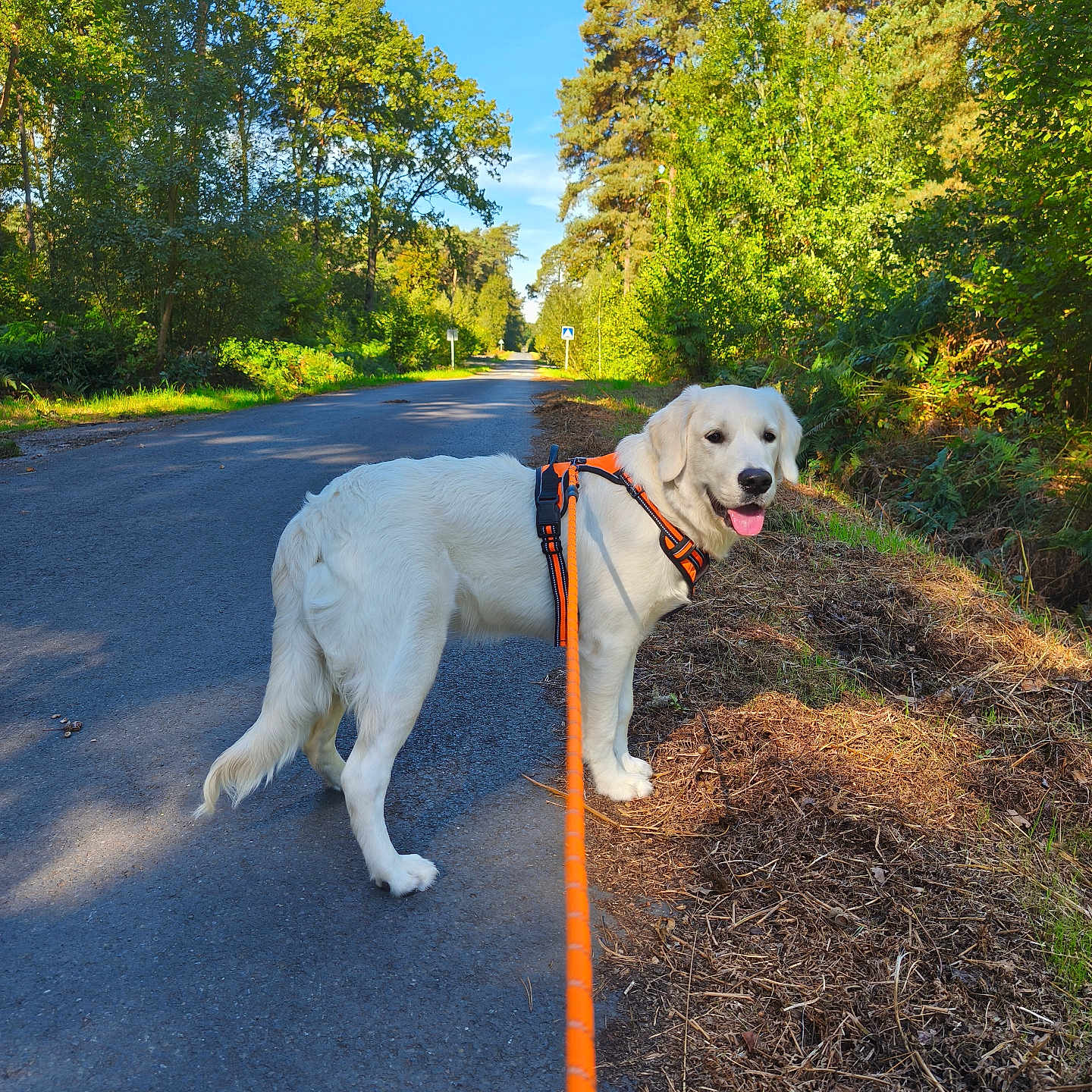 Nirvana a rejoint le concours — aidez-le/la à gagner de superbes lots ! dog, golden_retriever, cream_coat, outdoor, forest, woodland, road, path, leash, harness, orange_harness, walking, standing, pet, canine, tongue_out, happy, sunlight, trees, blue_sky