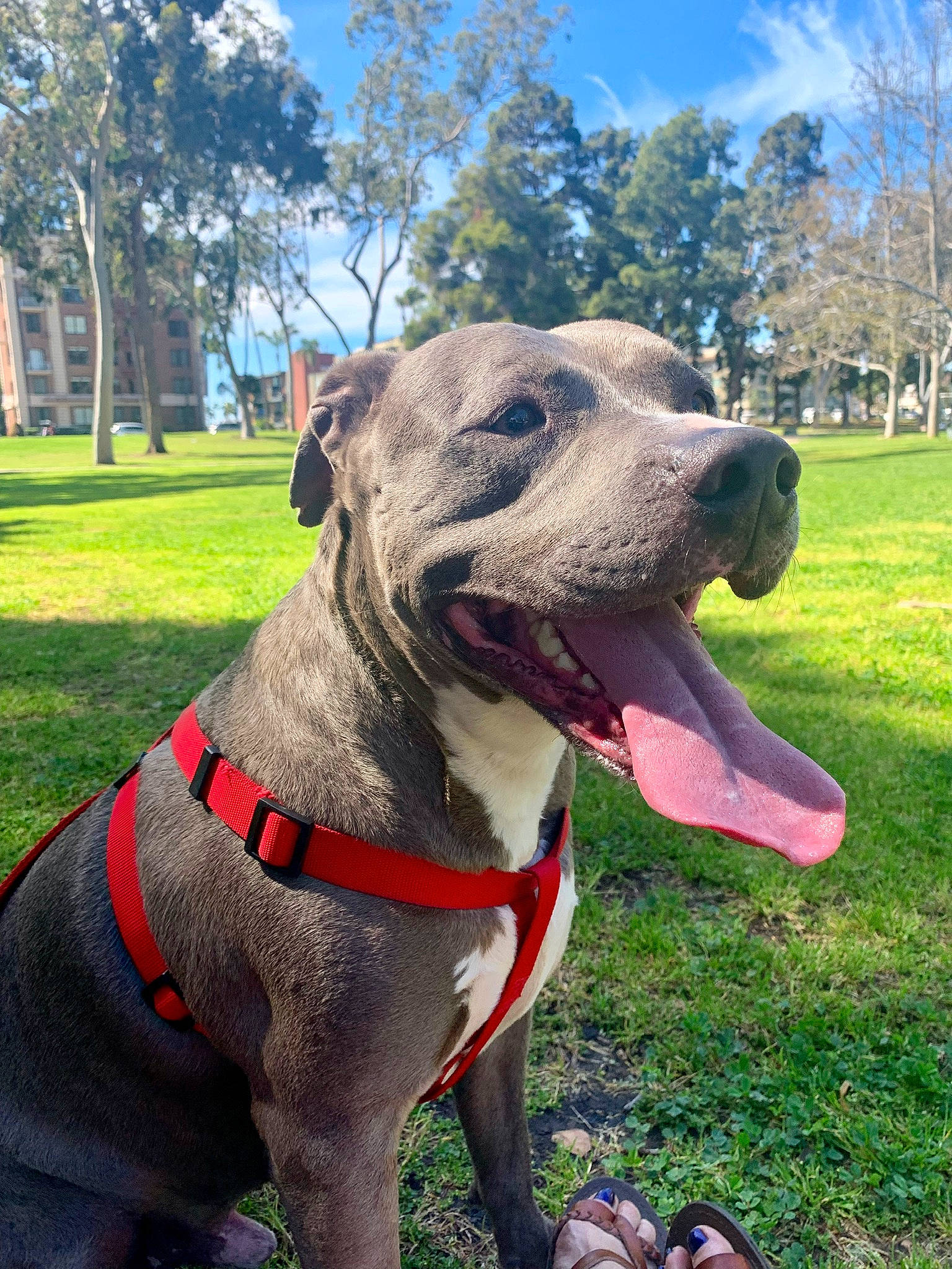 Ruerue is registered to the contest to win money with this photo: art, canidae, carnivore, cloud, collar, companion_dog, dog, dog_breed, dog_collar, fawn, grass, pet_supply, plant, sculpture, sky, snout, sporting_group, tree, whiskers, working_animal