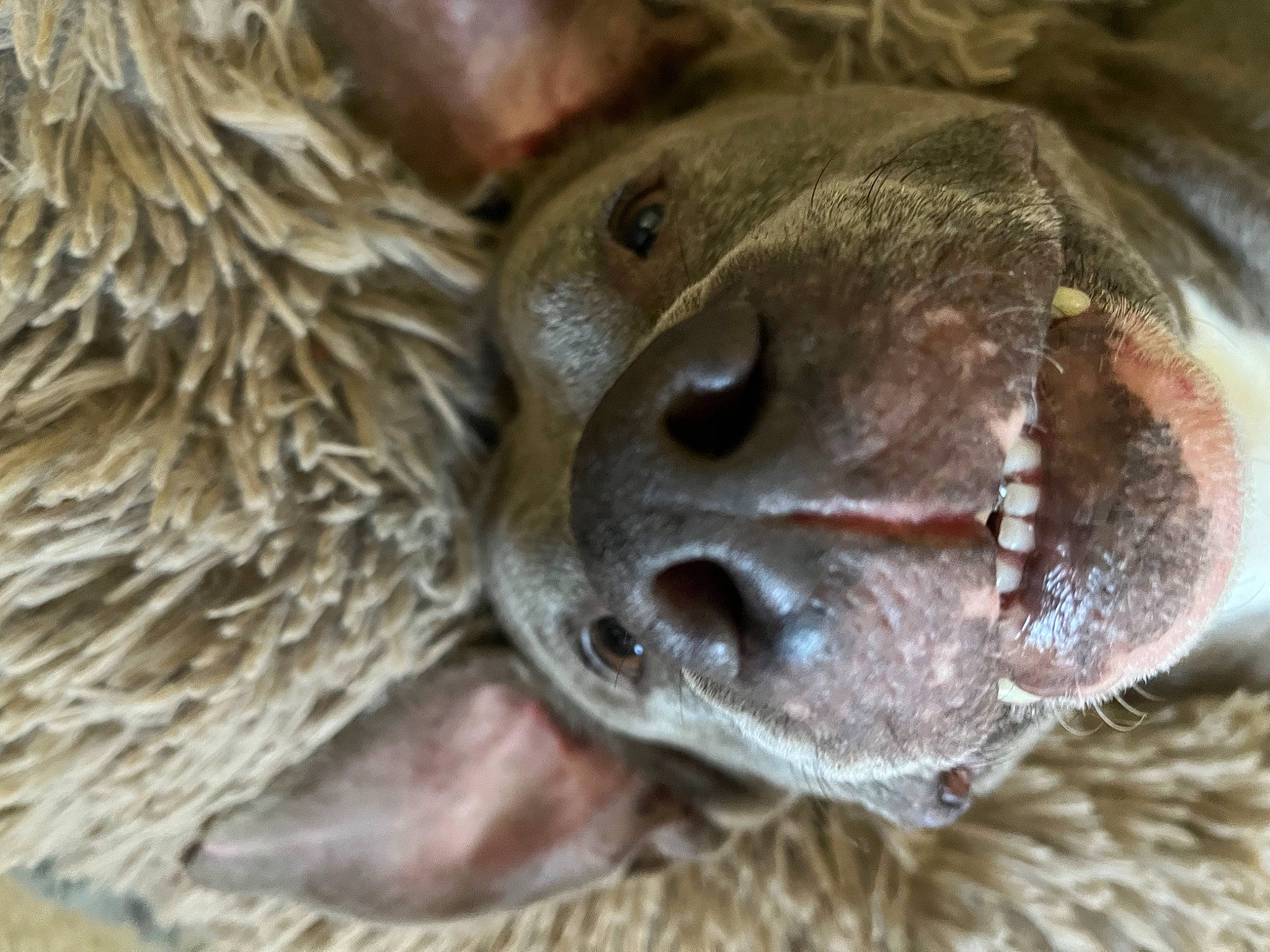 Ruerue is registered to the contest to win money with this photo: close_up, fish, fur, marine_mammal, snout, terrestrial_animal, whiskers, wildlife, wood