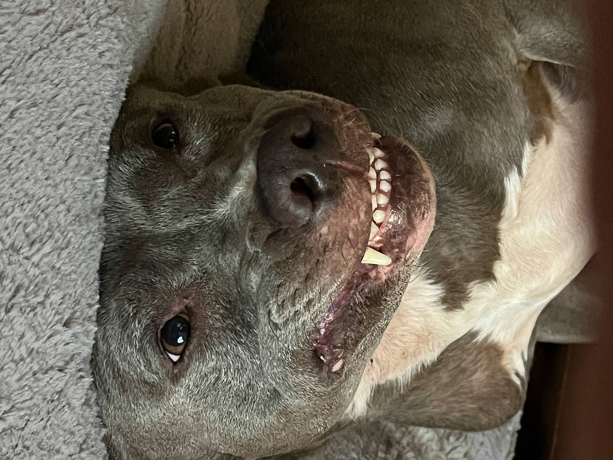 Ruerue joined the competition — help win amazing prizes! ball, carnivore, dog, dog_breed, earless_seal, fawn, fur, grey, liver, marine_mammal, non_sporting_group, snout, sporting_group, terrestrial_animal, whiskers, wildlife, working_animal