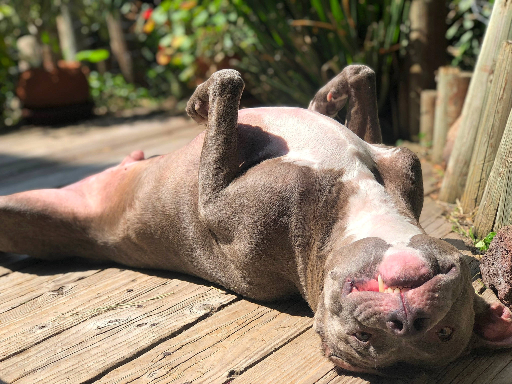 Ruerue joined the competition — help win amazing prizes! carnivore, dog_breed, eye, fawn, flesh, foot, grass, human_body, human_leg, non_sporting_group, plant, snout, suidae, terrestrial_animal, toe, whiskers, wildlife, wood, wrinkle, zoo