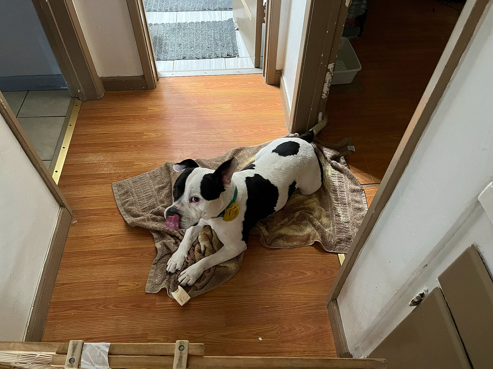 Bailey Rae is registered to the contest to win money with this photo: ball, canidae, carnivore, comfort, companion_dog, dalmatian, dog, dog_breed, dog_supply, fawn, floor, flooring, football, great_dane, hardwood, room, snout, sporting_group, wood, working_animal