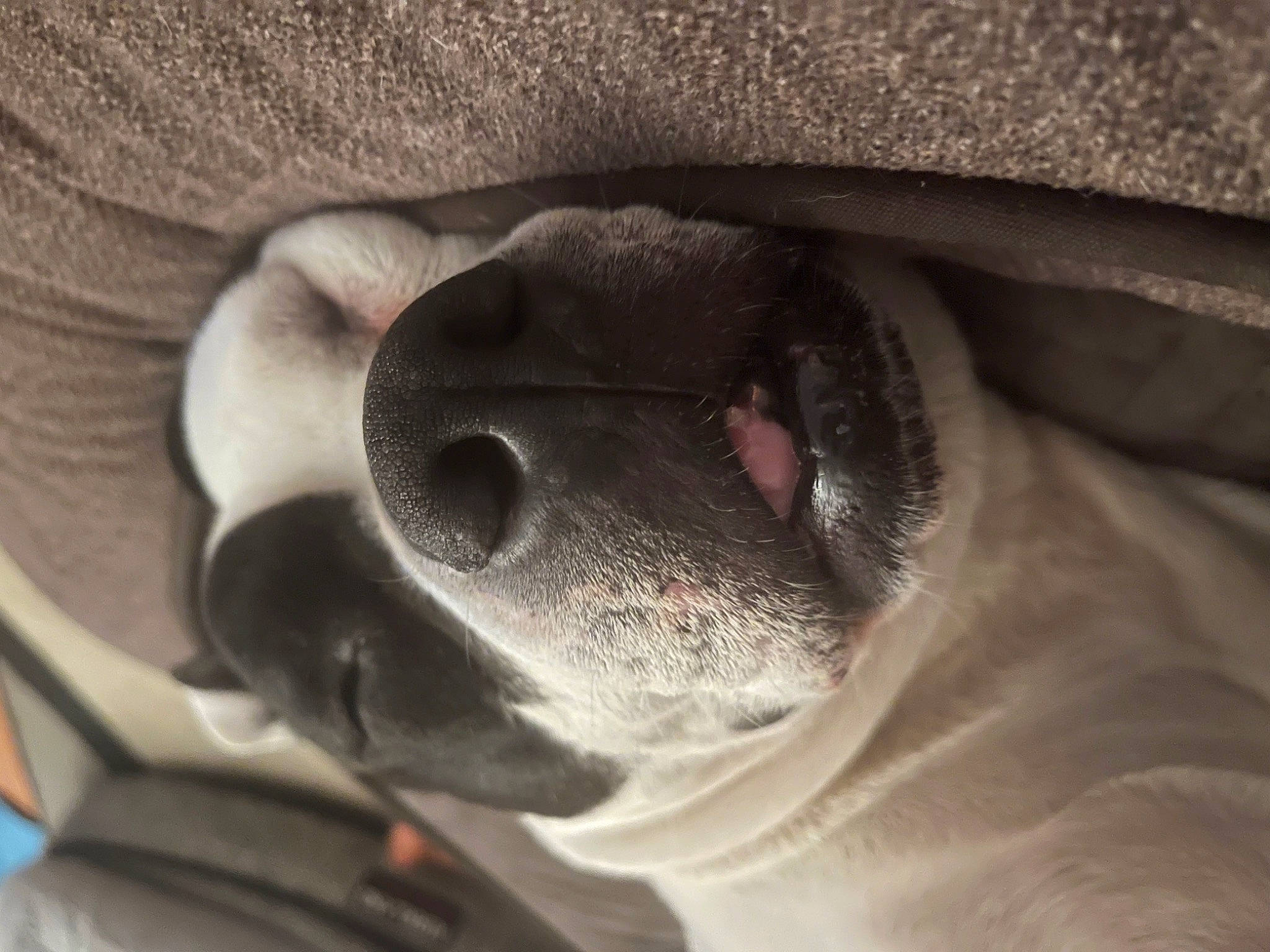 Bailey Rae joined the competition — help win amazing prizes! audio_equipment, carnivore, close_up, comfort, companion_dog, dog, dog_breed, fawn, grey, jaw, metal, monochrome, monochrome_photography, snout, tints_and_shades, whiskers, wood, working_animal, wrinkle