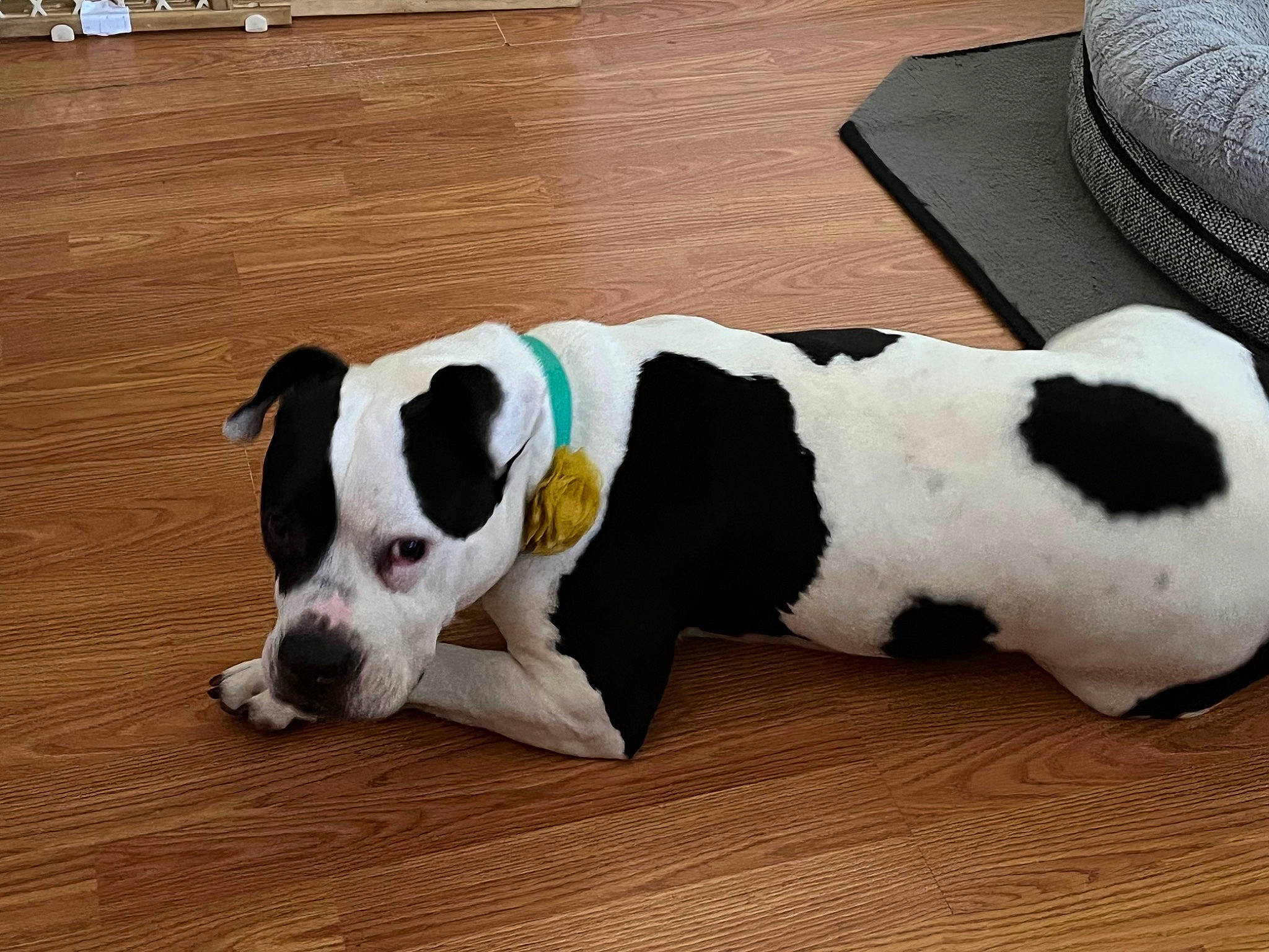 Bailey Rae is registered to the contest to win money with this photo: canidae, carnivore, collar, companion_dog, dog, dog_breed, dog_collar, dog_supply, flooring, hardwood, paw, pet_supply, snout, sporting_group, stuffed_toy, tail, toy, varnish, wood, working_animal