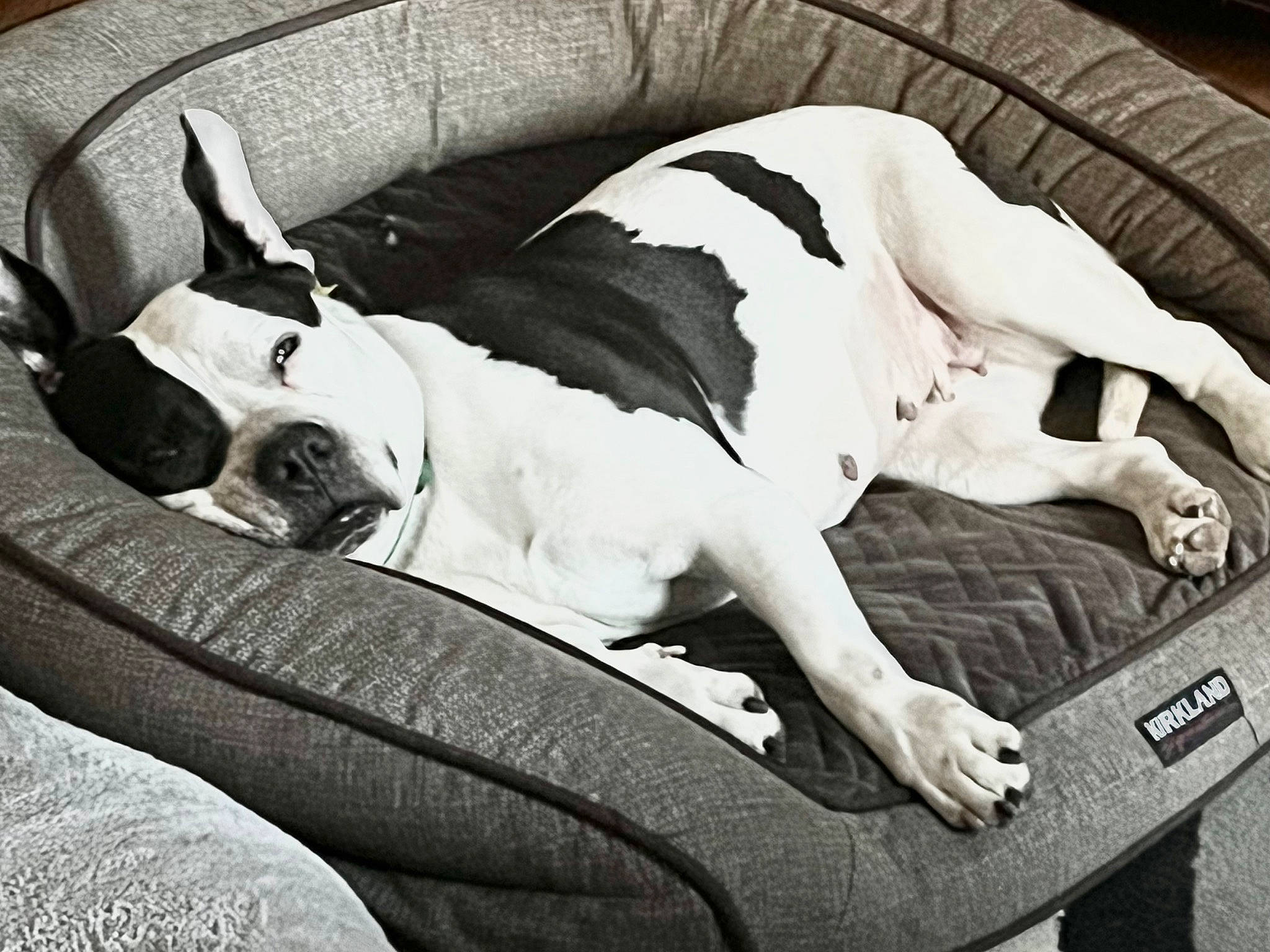 Bailey Rae joined the competition — help win amazing prizes! black, black_and_white, carnivore, comfort, companion_dog, couch, dog, dog_breed, fawn, human_leg, knee, mammal, monochrome, monochrome_photography, sitting, snout, style, tints_and_shades, vertebrate, working_animal