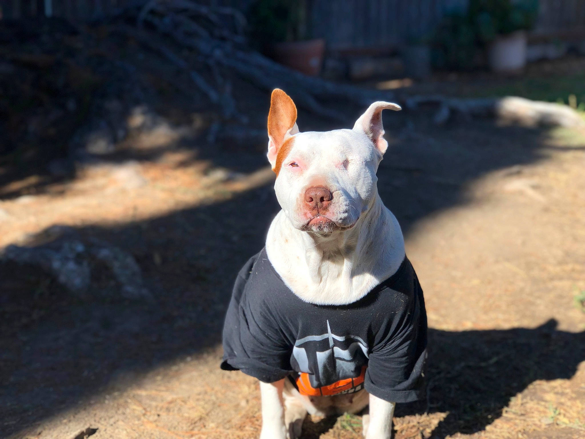 Corazon is registered to the contest to win money with this photo: bull_terrier, canidae, carnivore, companion_dog, dog, dog_breed, dog_clothes, domestic_pig, fawn, felidae, fur, grass, livestock, sleeve, snout, sporting_group, suidae, tail, terrestrial_animal, whiskers