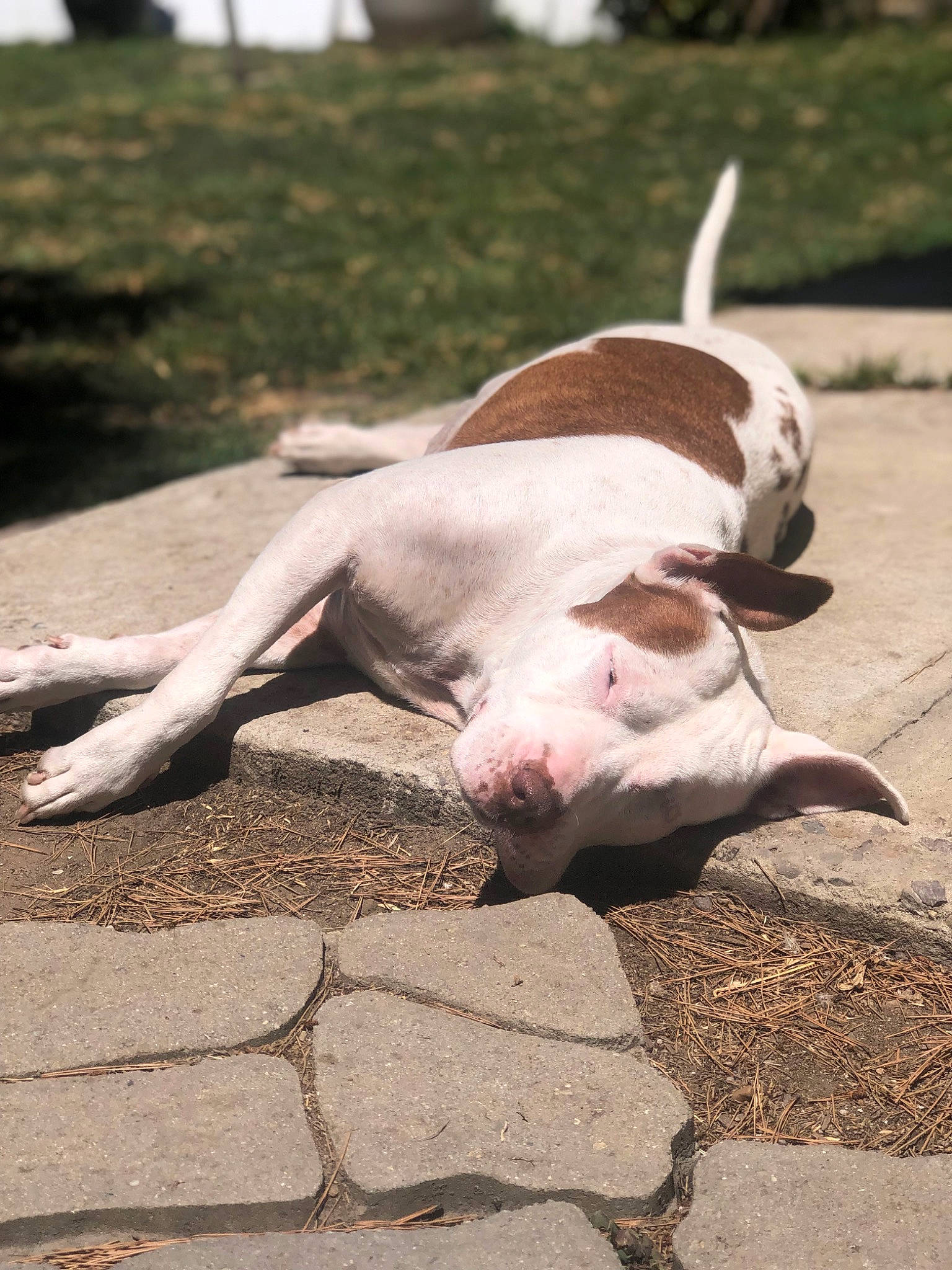 Corazon joined the competition — help win amazing prizes! canidae, carnivore, collar, companion_dog, dog, dog_breed, fawn, grass, nap, paw, pet_supply, plant, road_surface, snout, sporting_group, street_dog, tail, terrestrial_animal, whiskers, working_animal