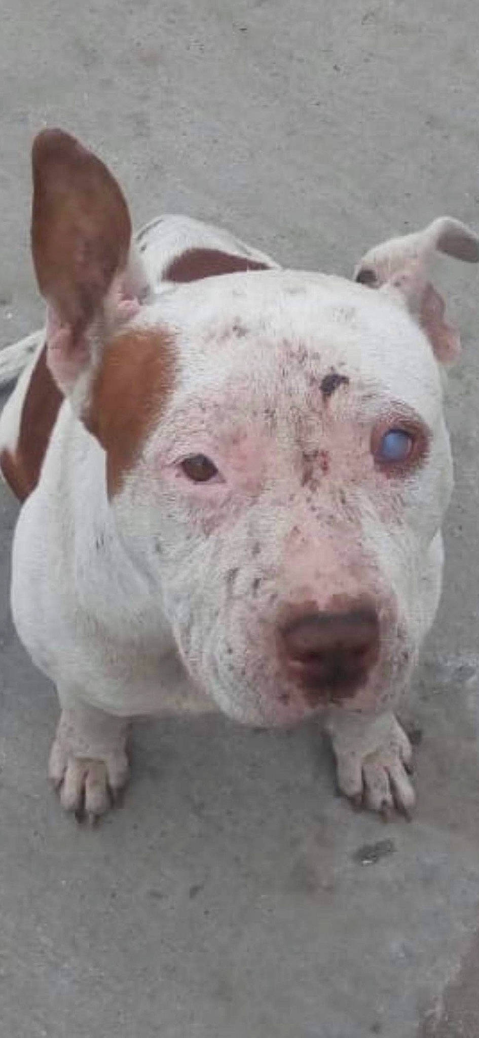 Corazon joined the competition — help win amazing prizes! close_up, dog_breed, domestic_pig, eye, fawn, hood, livestock, non_sporting_group, snout, suidae, terrestrial_animal