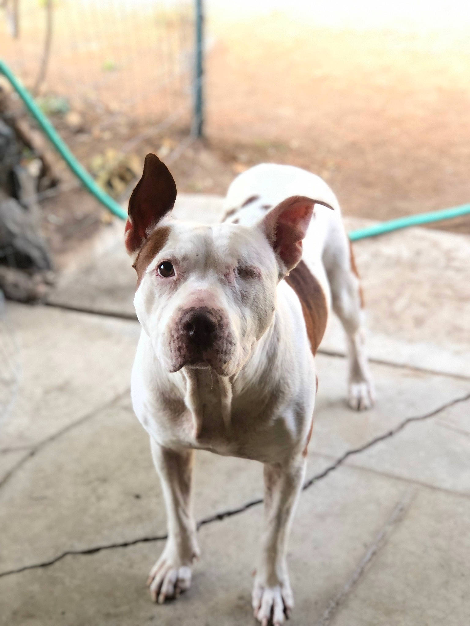 Corazon is registered to the contest to win money with this photo: carnivore, collar, companion_dog, dog, dog_breed, dog_collar, fawn, leash, molosser, non_sporting_group, pit_bull, snout, sporting_group, tail, terrestrial_animal, toy_dog, whiskers, working_animal, working_dog, wrinkle