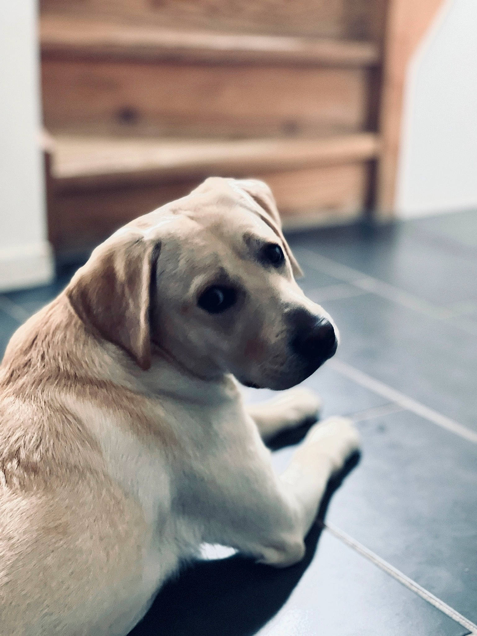 Tia participe au concours pour gagner de l'argent avec cette photo : canidae, carnivore, companion_dog, dog, dog_breed, fawn, flooring, fur, guard_dog, gun_dog, hardwood, labrador_retriever, non_sporting_group, snout, sporting_group, tile_flooring, whiskers, wood, working_animal, working_dog
