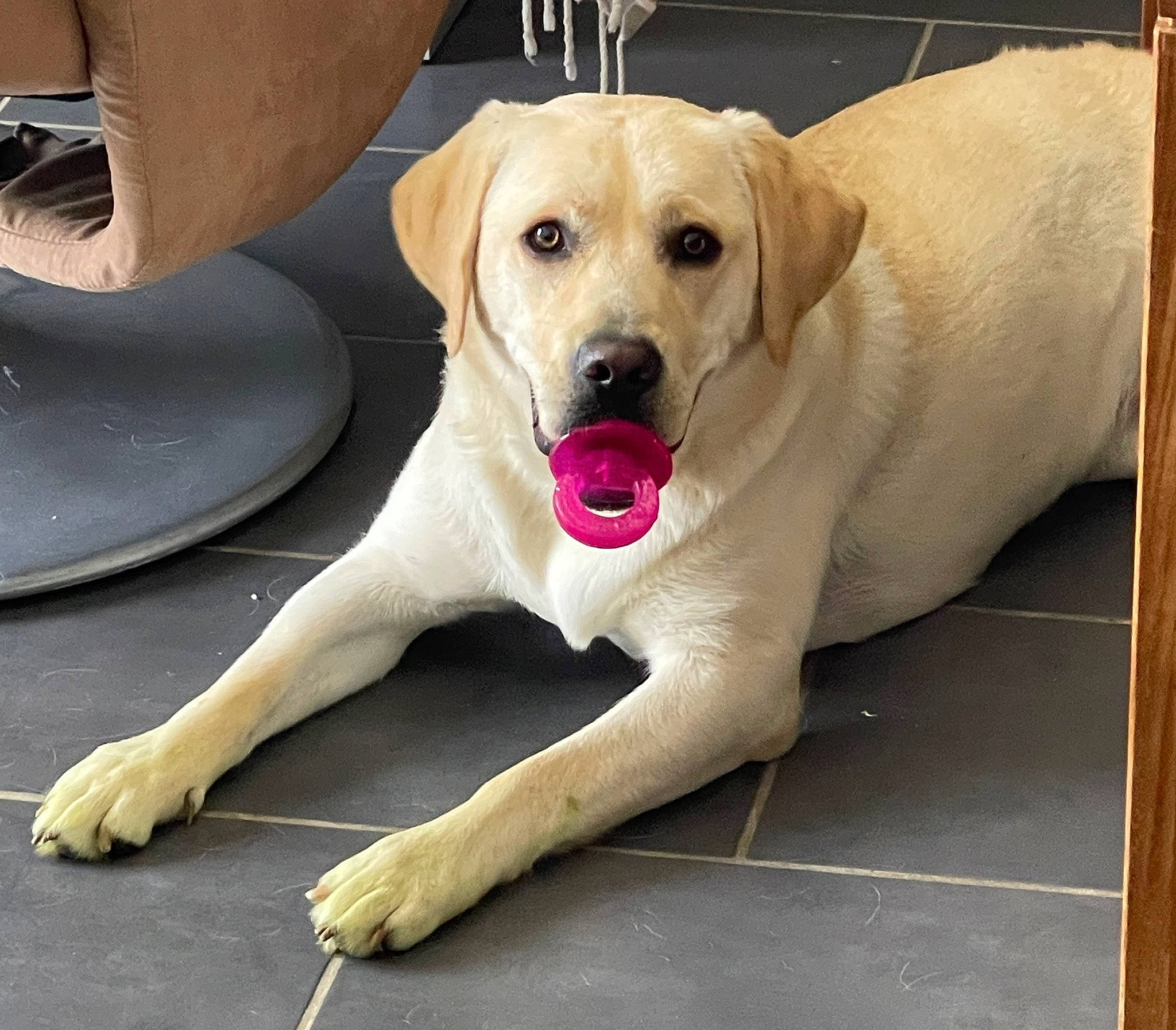 Tia a rejoint le concours — aidez-le/la à gagner de superbes lots ! canidae, carnivore, collar, companion_dog, dog, dog_breed, dog_collar, dog_supply, fawn, flooring, gun_dog, paw, pet_supply, plant, snout, sporting_group, tail, whiskers, wood, working_animal